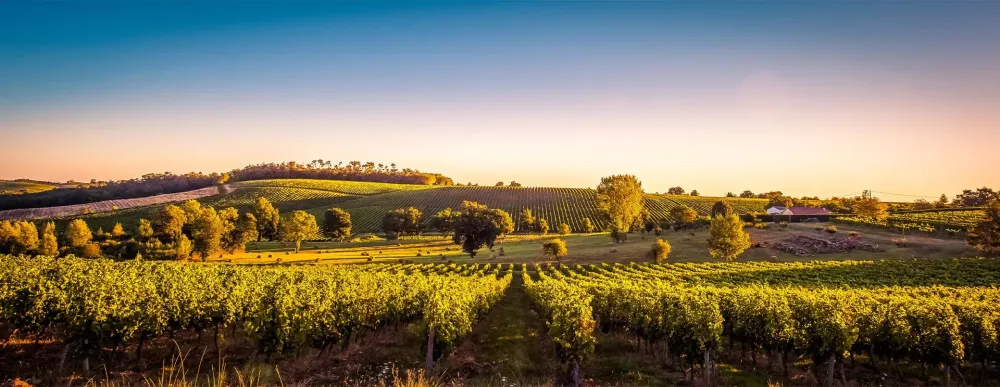 Champ de vignes
