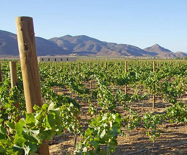 piquet vigne près de Lesparre-Médoc