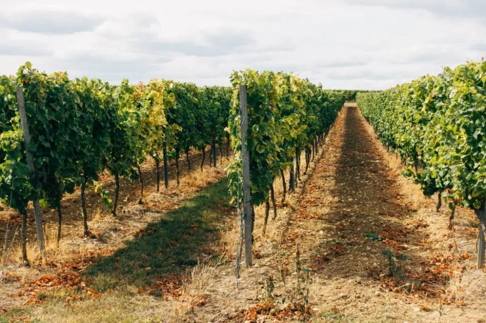 Vignes