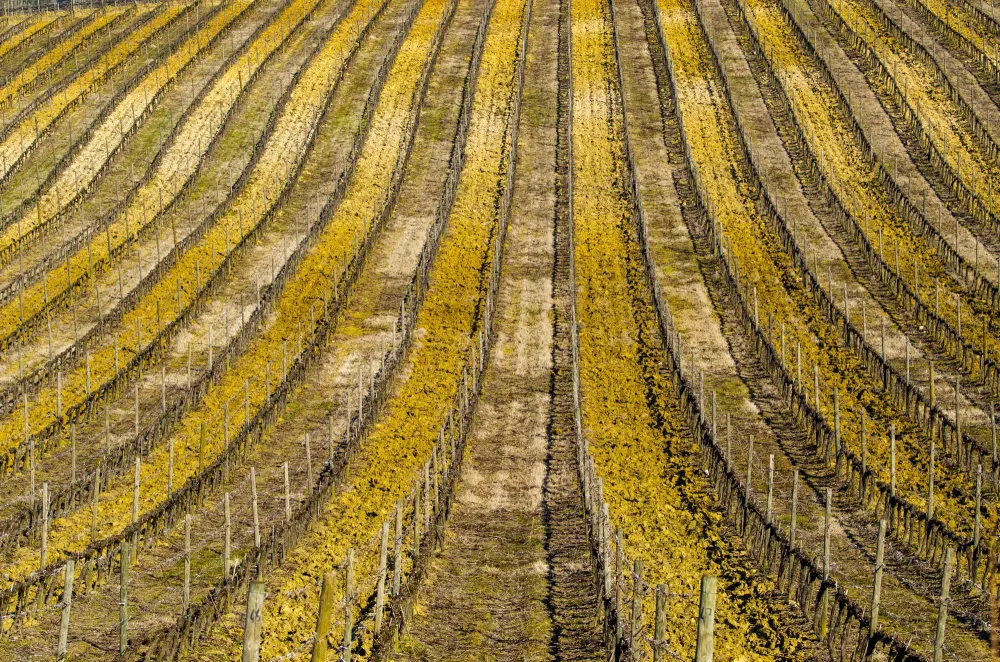 Piquets-vignes