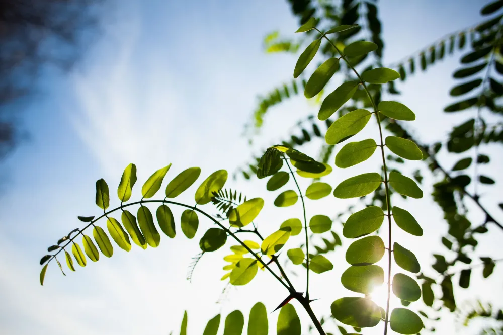 Feuilles-acacia